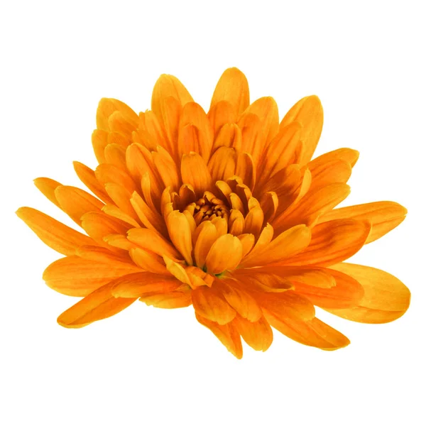 Одна Голова Цветка Хризантемы Выделена Белом Фоне Крупным Планом Садовый — стоковое фото