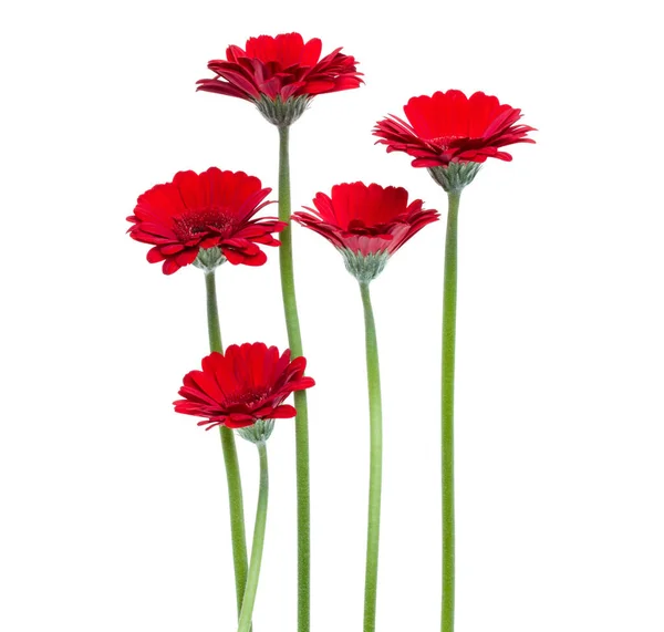 Pionowe Czerwone Kwiaty Gerbera Długim Łodygą Białym Tle Wiosenny Bukiet — Zdjęcie stockowe