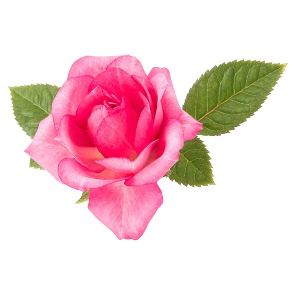 Uma Rosa Rosa Flor Com Folhas Isoladas Recorte Fundo Branco — Fotografia de Stock