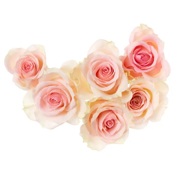 Rosa Rosen Isoliert Auf Weißem Hintergrund Nahaufnahme Rosenblütenstrauß Der Luft — Stockfoto