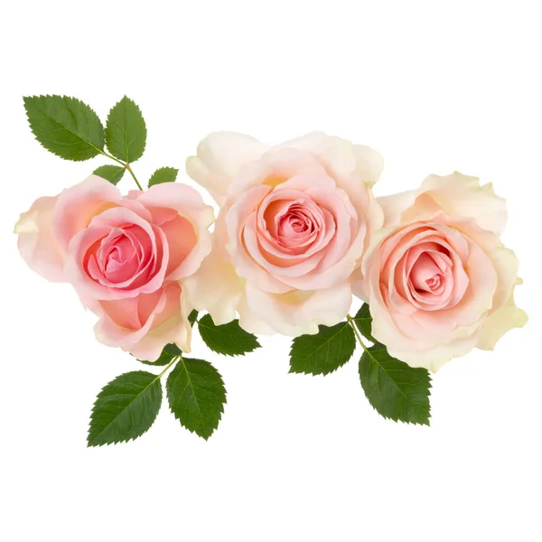 Three Pink Roses Isolated White Background Closeup Rose Flower Bouquet — Stock Photo, Image