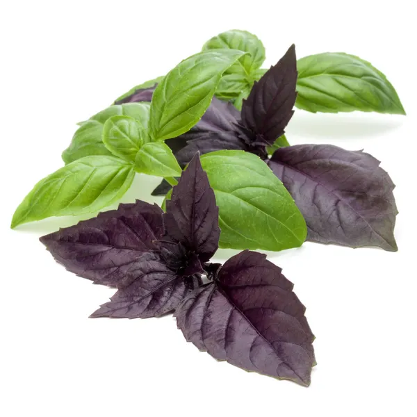 Close Studio Shot Fresh Green Red Basil Herb Leaves Mix — Stock Photo, Image