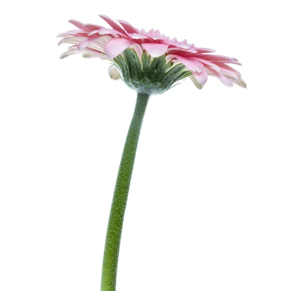 Függőleges Rózsaszín Gerbera Virág Hosszú Szár Izolált Fehér Háttér — Stock Fotó
