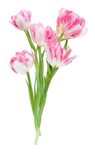 Buquê Flores Tulipas Rosa Primavera Isolado Fundo Branco Closeup Flores — Fotografia de Stock