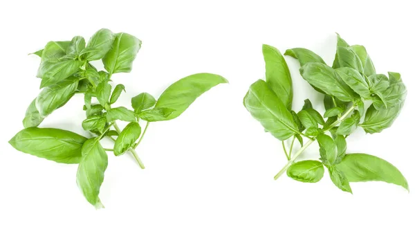 Sweet Genovese Basilicum Tak Geïsoleerd Een Witte Achtergrond Plat Top — Stockfoto