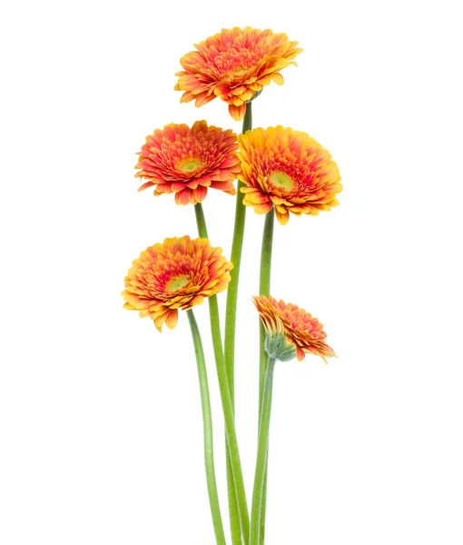 白い背景に隔離された長い茎を持つ垂直オレンジガーベラの花 春の花束 — ストック写真