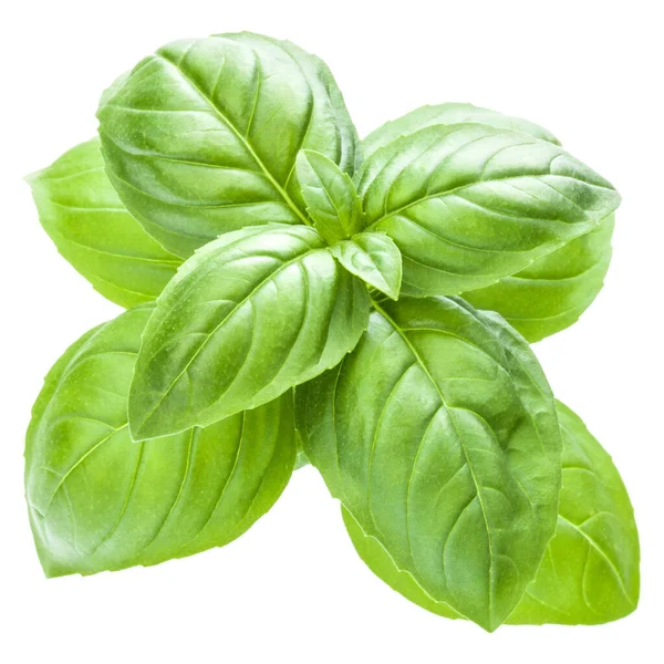 Fresh Sweet Genovese Basil Leaves Isolated White Background Cutout — Stock Photo, Image