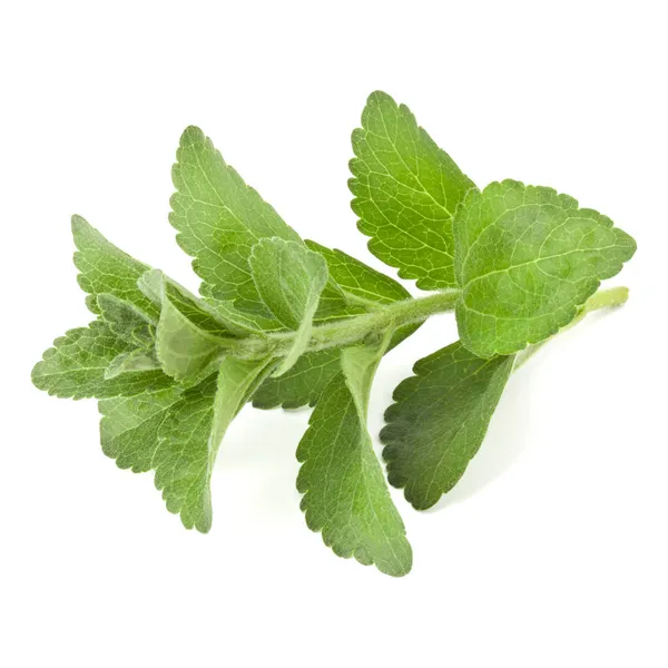 Stevia Deja Piezas Aisladas Fondo Blanco Cortado — Foto de Stock