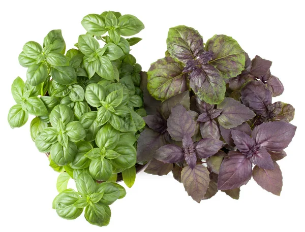 Basil herb herb growing in flowerpot  isolated on white background cutout. Top view.