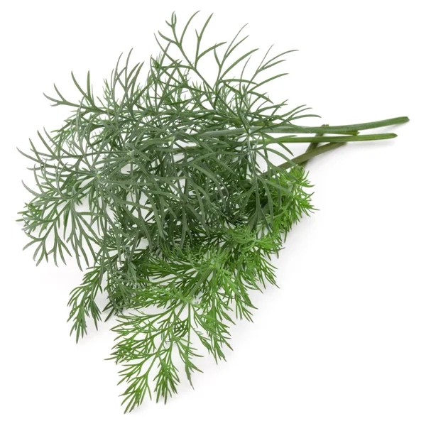 Close Shot Branch Fresh Green Dill Herb Leaves Isolated White — Stock Photo, Image