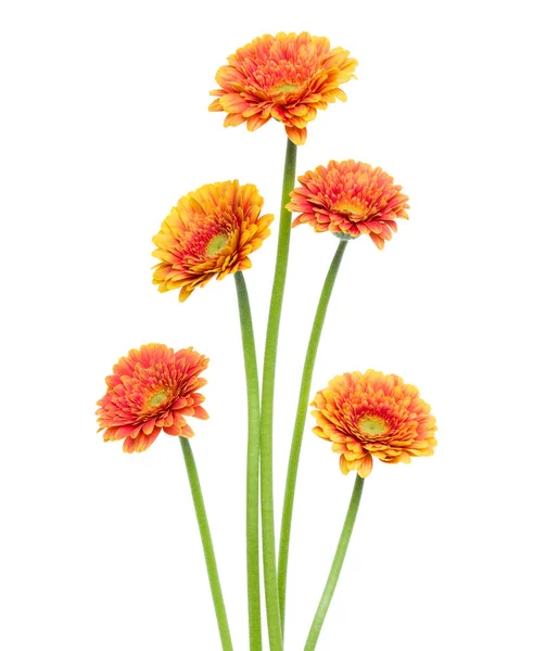 Vertikale Orange Gerbera Blüten Mit Langem Stiel Isoliert Auf Weißem — Stockfoto