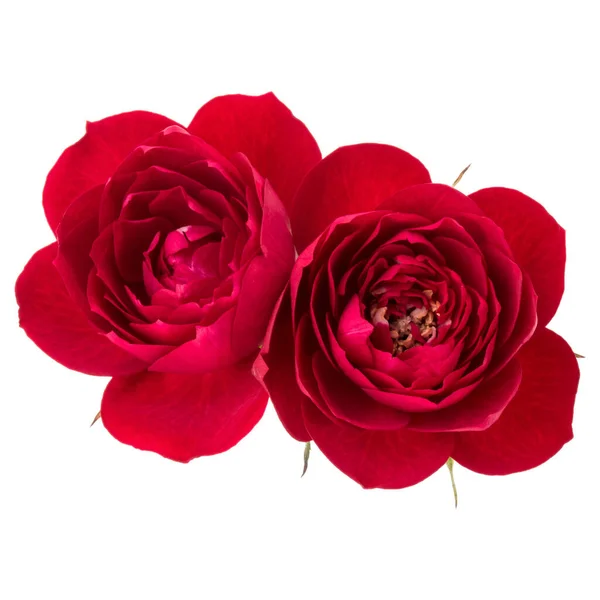 Δύο Κόκκινος Αυξήθηκε Λουλούδι Που Απομονώνονται Λευκό Φόντο Cutout — Φωτογραφία Αρχείου
