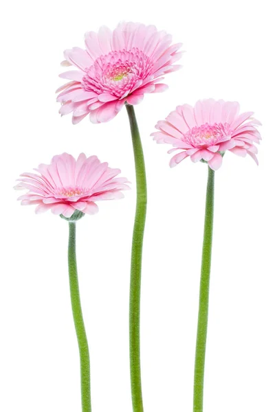 白い背景に長い茎が孤立した垂直ピンクの3弁花を咲かせます — ストック写真