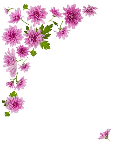 Composizione Fiori Crisantemo Cornice Realizzata Con Fiori Rosa Sfondo Bianco — Foto Stock