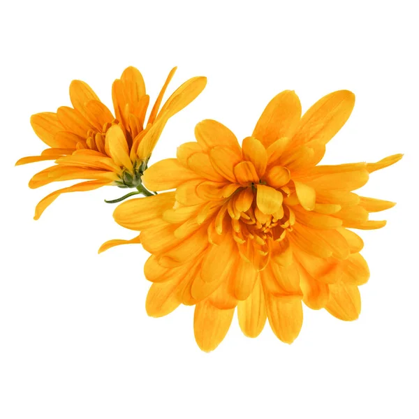 Två Krysantemum Blomma Huvuden Isolerade Vit Bakgrund Närbild Trädgård Blomma — Stockfoto