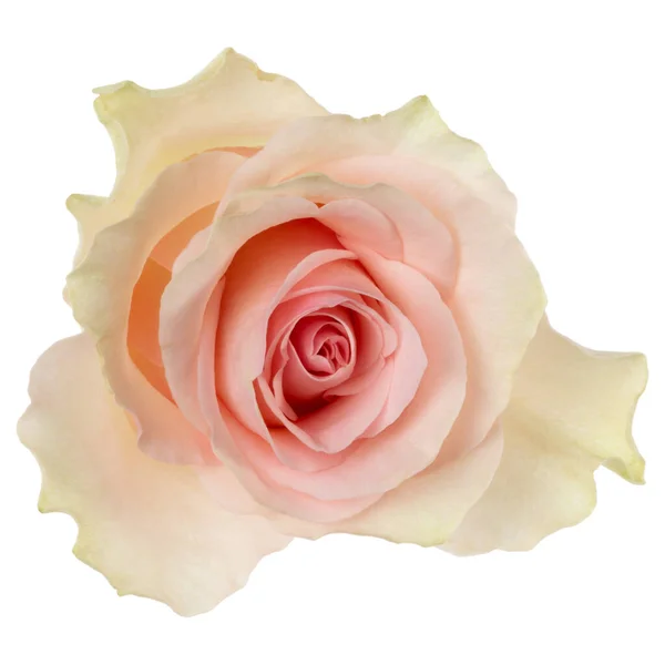 Rosa Rosa Isolada Sobre Fundo Branco Closeup Rosa Flor Cabeça — Fotografia de Stock