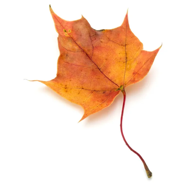 Kolorowe Jesień Klon Liść Białym Tle — Zdjęcie stockowe