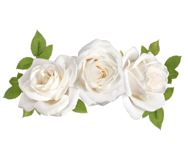 Três Cabeças Flor Rosa Branca Com Folhas Isoladas Recorte Fundo — Fotografia de Stock