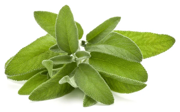 Sage Herb Leaves Bouquet Isolated White Background Cutout — Stock Photo, Image