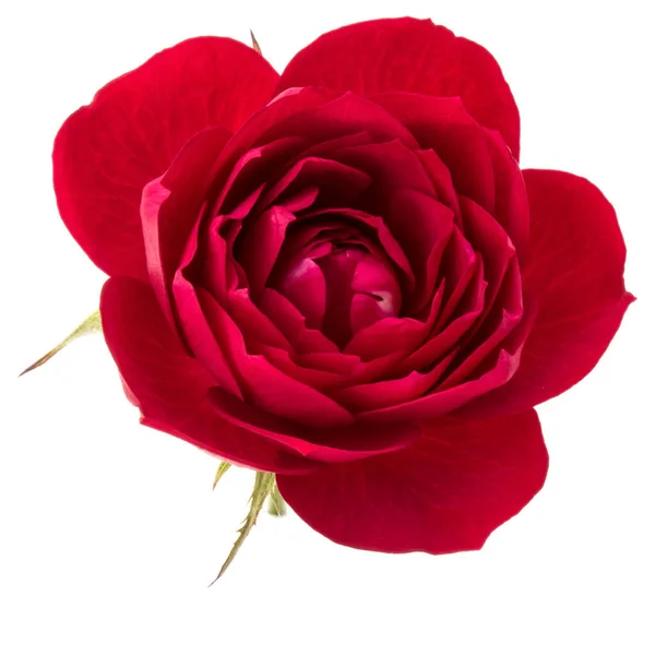 Jedna Červená Růže Květu Izolovaných Bílém Pozadí Vystřižení — Stock fotografie