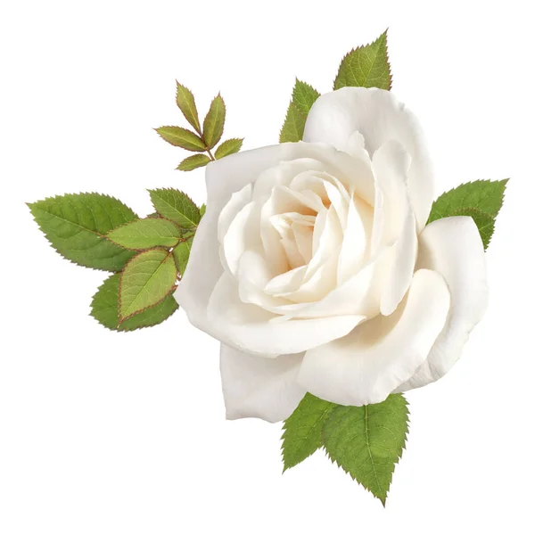 Eine Weiße Rose Blütenkopf Mit Blättern Auf Weißem Hintergrund Ausschnitt — Stockfoto