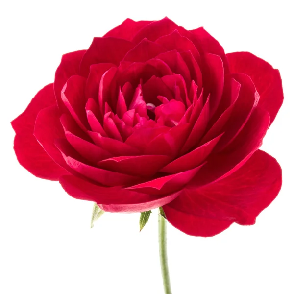 Una Rosa Roja Cabeza Flor Aislada Recorte Fondo Blanco —  Fotos de Stock