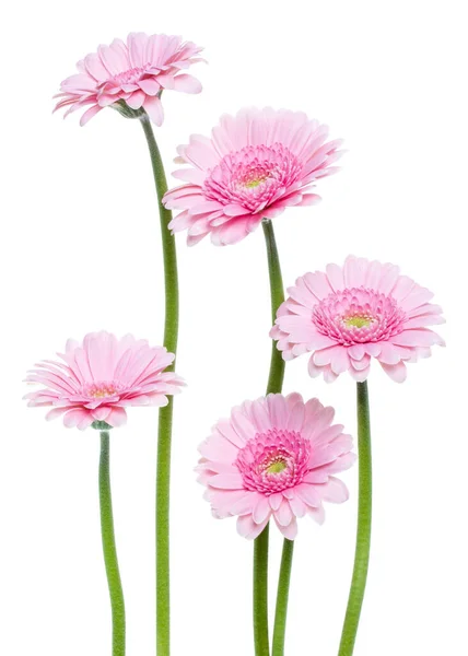 Vertical Rosa Gerbera Flores Com Haste Longa Isolado Fundo Branco — Fotografia de Stock