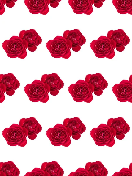 白地に2本の赤いバラの花が孤立しています 花のシームレスなパターン — ストック写真