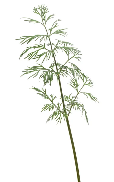 Close Shot Branch Fresh Green Dill Herb Leaves Isolated White — Stock Photo, Image