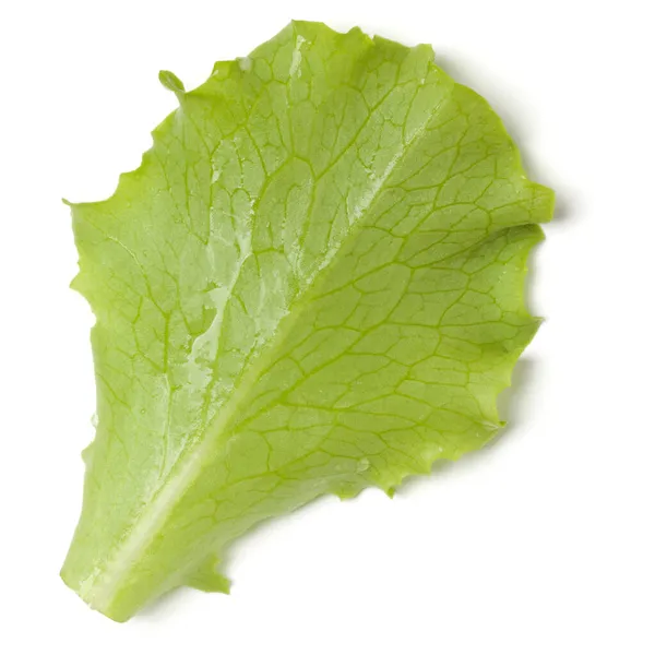 Lettuce Leaf Salad Isolated White Background Top View Flat Lay — Stock Photo, Image