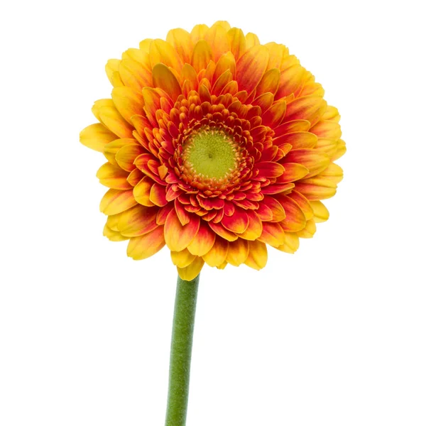 Vertikale Orange Gerbera Blume Mit Langem Stiel Isoliert Über Weißem — Stockfoto