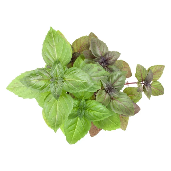 Fresh Sweetl Basil Bouquet Isolated White Background Cutout Top View — Stock Photo, Image