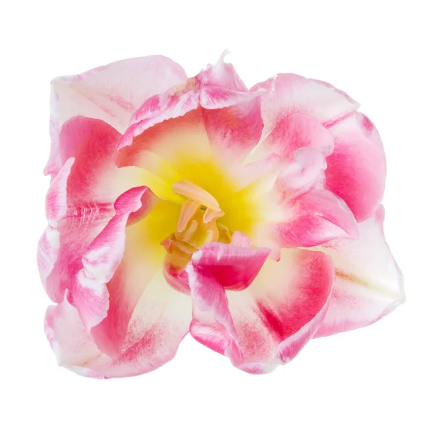 Primavera Testa Fiore Tulipano Rosa Isolato Sfondo Bianco Primo Piano — Foto Stock