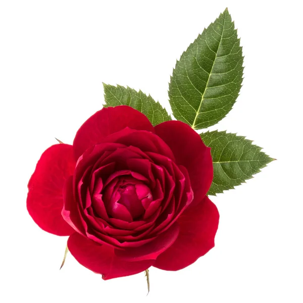 Fiore Rosa Rossa Con Foglie Isolate Sfondo Bianco Ritaglio — Foto Stock