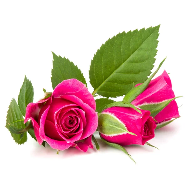 Розовый Розовый Цветок Голову Изолированы Белом Фоне Вырезки — стоковое фото