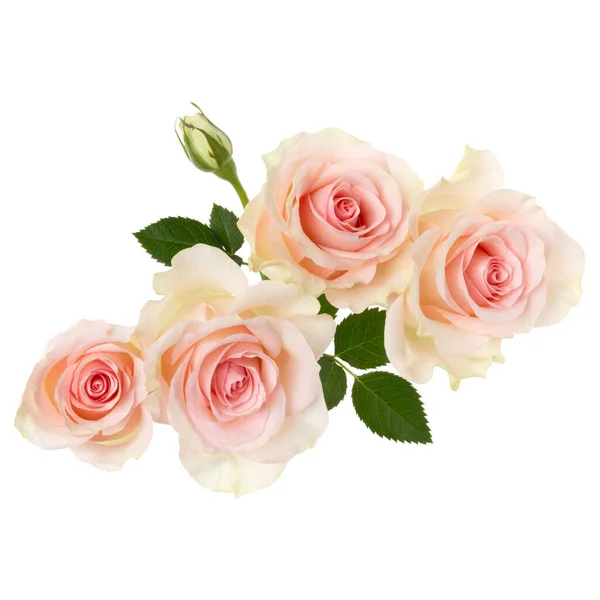 Pink Roses Isolated White Background Closeup Rose Flower Bouquet Air — Stock Photo, Image