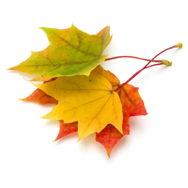 Kolorowy Jesienny Liść Klonu Izolowany Białym Tle — Zdjęcie stockowe