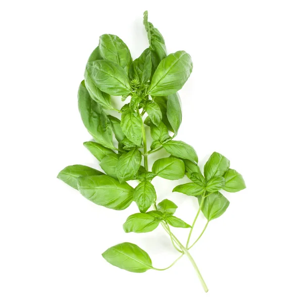 Sweet Genovese Basil Branch Isolated White Background Flat Top View — Stock Photo, Image