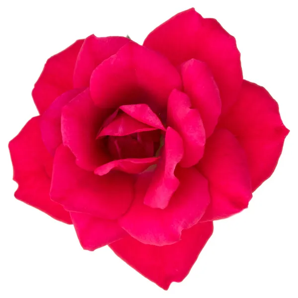 One Red Rose Flower Head Isolated White Background Cutout — Stock Photo, Image