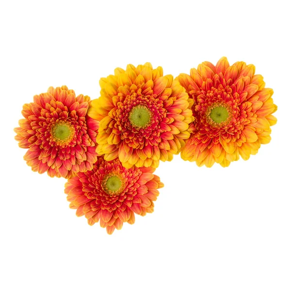 Μπουκέτο Πορτοκαλί Κεφαλές Λουλουδιών Ζέρμπερα Που Απομονώνονται Λευκό Φόντο Λουλούδια — Φωτογραφία Αρχείου