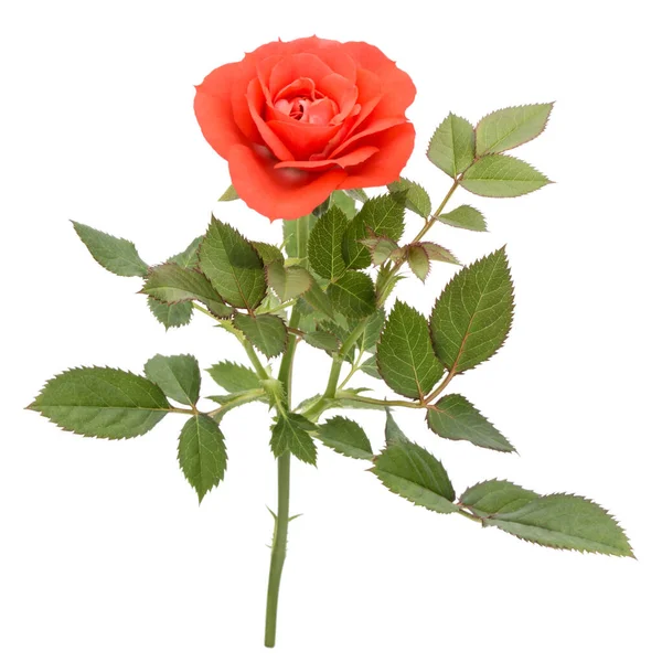 Один Оранжевый Цветок Розы Листьями Изолированы Белом Фоне — стоковое фото