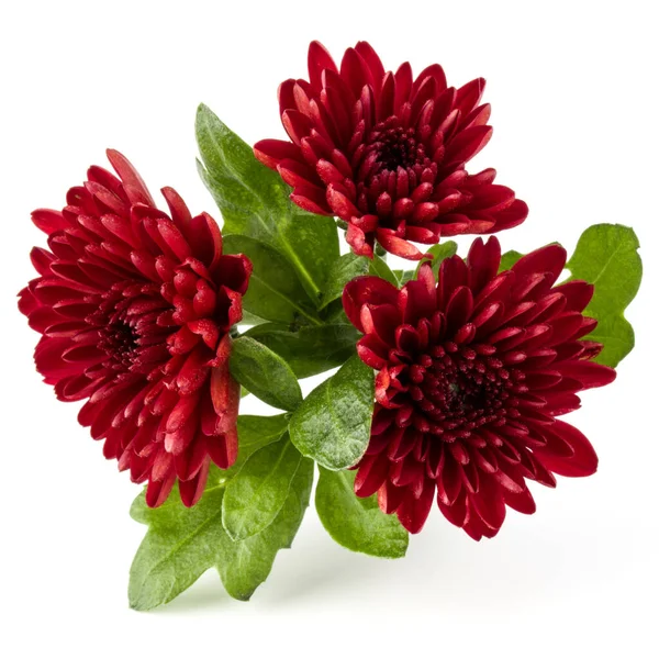 Fleur Chrysanthème Rouge Isolée Sur Fond Blanc — Photo