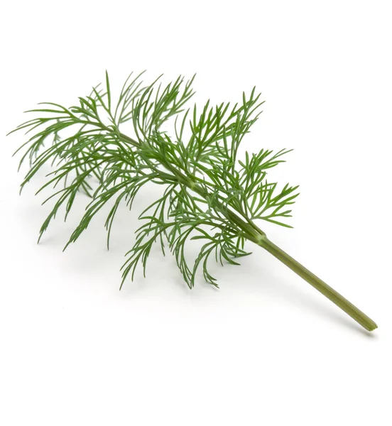 Close Shot Branch Fresh Green Dill Herb Leaves Isolated White — Stock Photo, Image