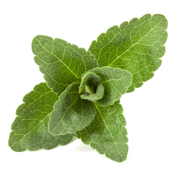 Stevia Lämnar Bitar Isolerade Vit Bakgrund Klipp — Stockfoto