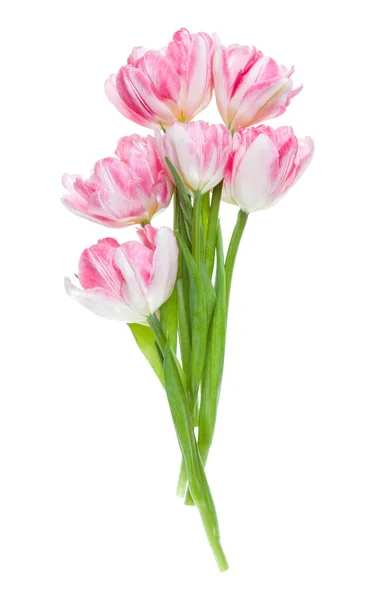 Ramo Flores Tulipanes Rosados Primaverales Aisladas Sobre Fondo Blanco Primer —  Fotos de Stock