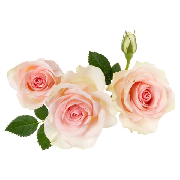 Three Pink Roses Isolated White Background Closeup Rose Flower Bouquet — Stock Photo, Image