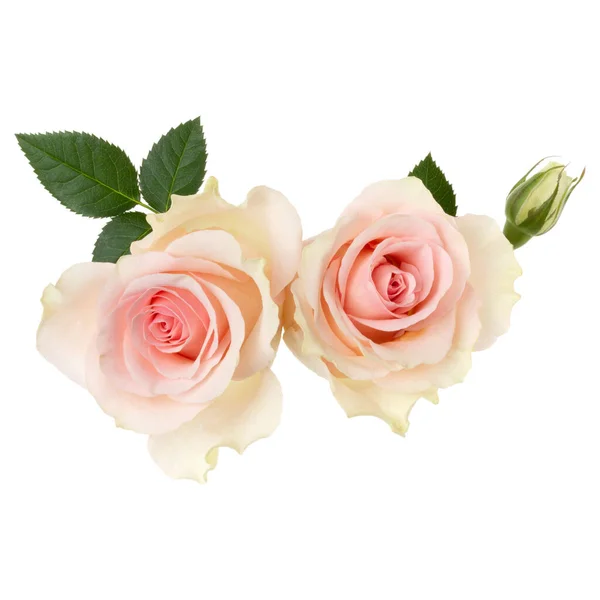 Zwei Rosa Rosen Isoliert Über Weißem Hintergrund Nahaufnahme Rosenblütenstrauß Der — Stockfoto