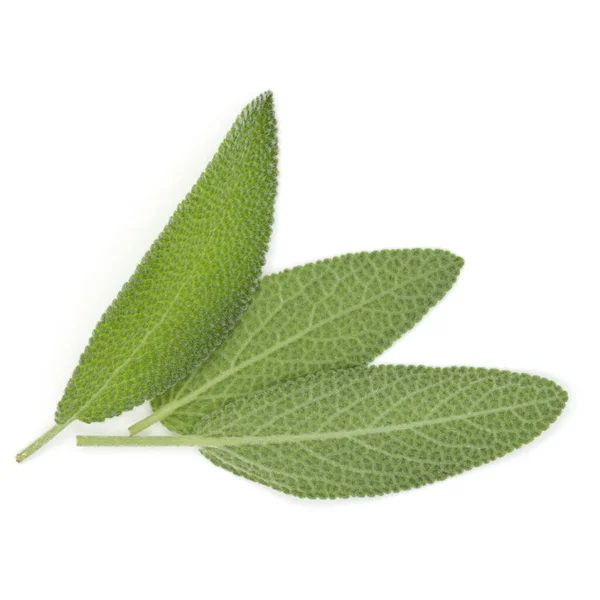 Sage Leaves Isolated White Background Cutout Top View — Stock Photo, Image