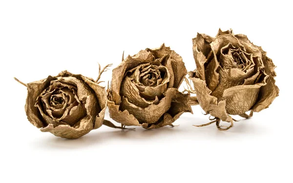 Trzy Złote Róże Białym Tle Białe Tło Wyłącznik Golden Suszone — Zdjęcie stockowe