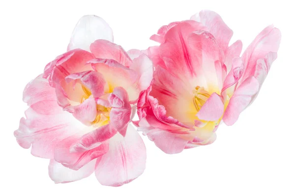 Two Spring Pink Tulip Flower Heads Isolated White Background Closeup — Stock Photo, Image